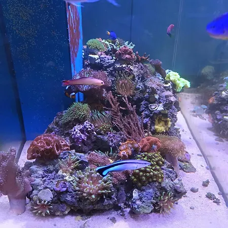 Stogi Plaza Gold * Danzig